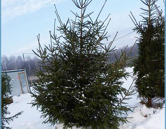 Фотоальбом Хвойные деревья с комом для зимней посадки. Ель, сосна. Фотография 3