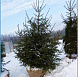 Фотоальбом Хвойные деревья с комом для зимней посадки. Ель, сосна. Фотография 3