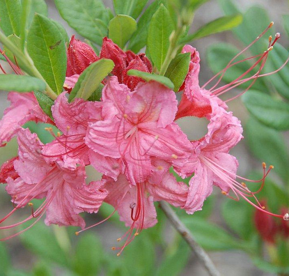 Рододендрон желтый (азалия) 'Вестонс Спарклер' (розово-коралловый)