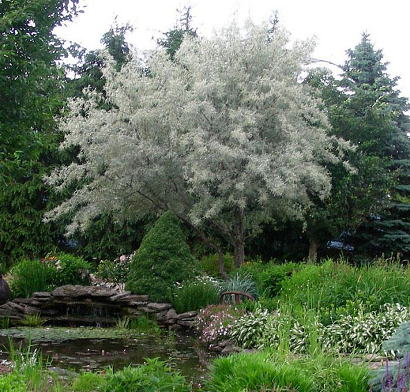 Лох узколистный (маслина)