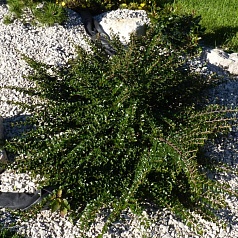 Кизильник горизонтальный