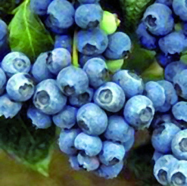 Голубика высокорослая 'Голдтрауб 71'