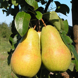 Груша 'Чижовская'