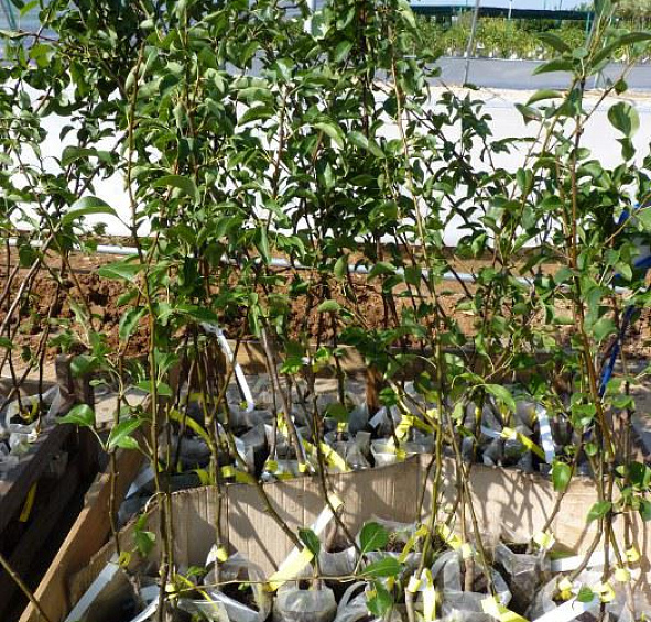 Груша 'Память Яковлева'