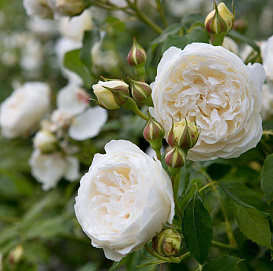 Роза 'Глэмис Кастл' (шраб, парковая) (белая)