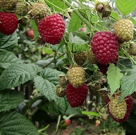 Малина 'Красная Королева'