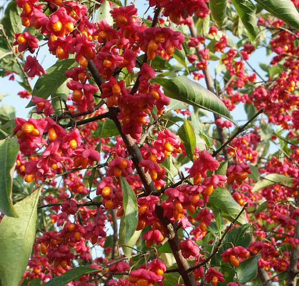 Бересклет европейский