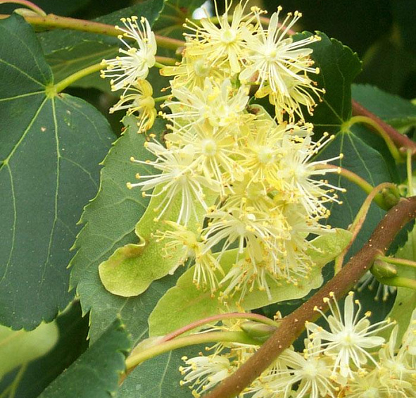 Липа мелколистная (сердцелистная) 'Гринспайер'