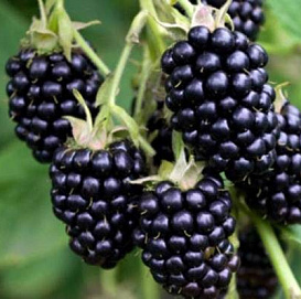 Ежевика 'Рубен'