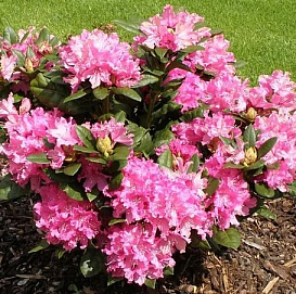 Рододендрон гибридный 'Рокет' (розовый)