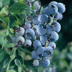 Голубика высокорослая 'Блюголд' Голубика высокорослая 'Блюголд'