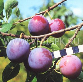 Слива 'Ренклод Курсакова'