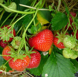 Земляника (клубника) 'Эльвира'