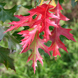 Дуб шарлаховый 