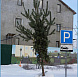 Фотоальбом Хвойные деревья с комом для зимней посадки. Ель, сосна. Фотография 16