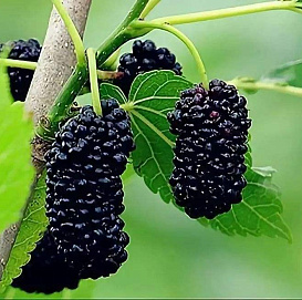 Шелковица 'Синяя'