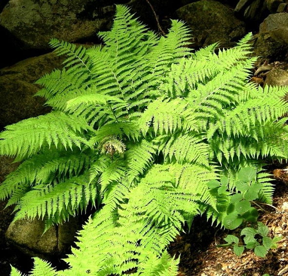 Кочедыжник женский