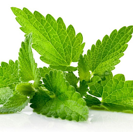 Семена Мелисса