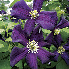 Клематис крупноцветковый 'Романтика'