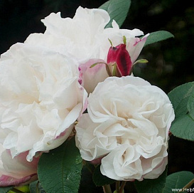 Роза 'Луиза Багнет' (парковая) (белая)