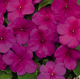 Бальзамин Уоллера 'Сингл Супер Элфин ХР Лилак' (лиловый)