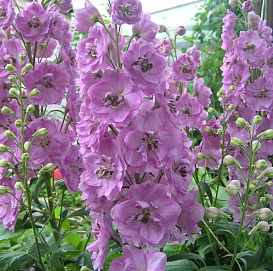 Дельфиниум 'Пинк Пуш'