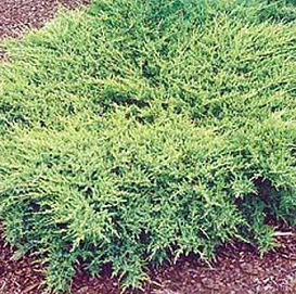 Можжевельник пфитцериана 'Пфитцериана Компакта'