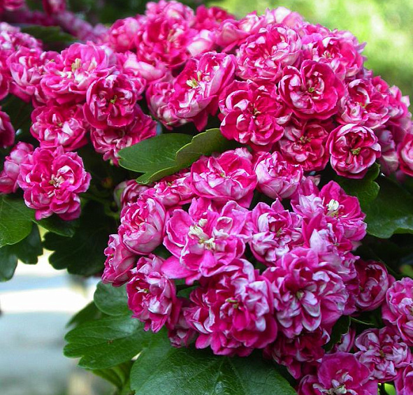 Боярышник средний 'Паульс Скарлет'