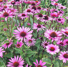 Эхинацея пурпурная 'Бравадо Роуз'