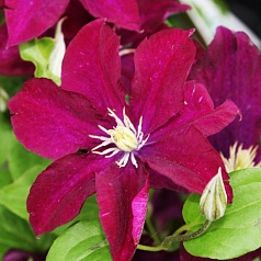 Клематис 'Варшавска Найк' Клематис 'Варшавска Найк'