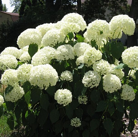 Гортензия древовидная 'Уайт Бол'