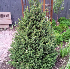Ель обыкновенная (европейская) 'Виллс Цверг'