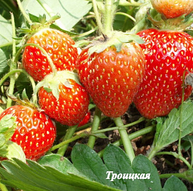 Земляника (клубника) 'Троицкая'