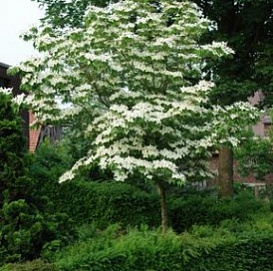 Дерен коуза 'Милки Вей'