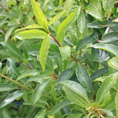 Форзиция промежуточная (средняя) 'Уик-Энд'