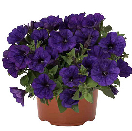 Петуния (сурфиния) гибридная 'Сюрпрайз Лилак Блю' (фиолетовый)