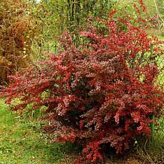 Барбарис Тунберга 'Голден Ринг'