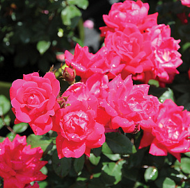 Роза 'Дабл Кнок Аут' (почвопокровная, шраб) (розовый)