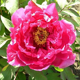 Пион древовидный 'Пинк Ред' (малиновый)