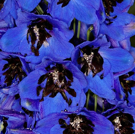 Дельфиниум (живокость) 'Дарк Блу'