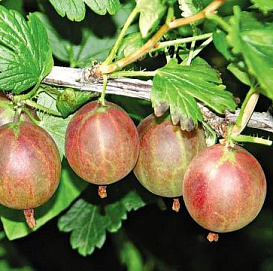 Крыжовник 'Нежный'