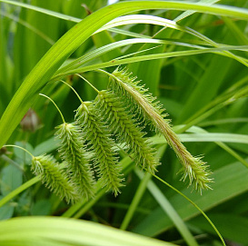 Осока ложно-сыть