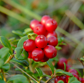 Брусника обыкновенная