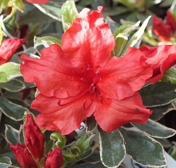 Рододендрон тупой (азалия) 'Хот Шот Вариегата' (красный)