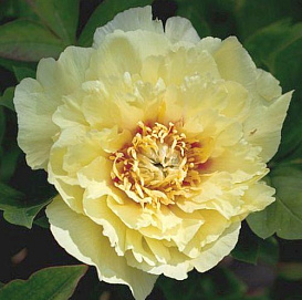 Пион Ито-гибрид 'Ориентал Голд' (желтый)