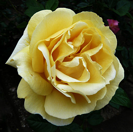 Роза 'Микельанджело' (чайно-гибридная) (желтая)