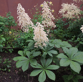 Роджерсия конскокаштанолистная