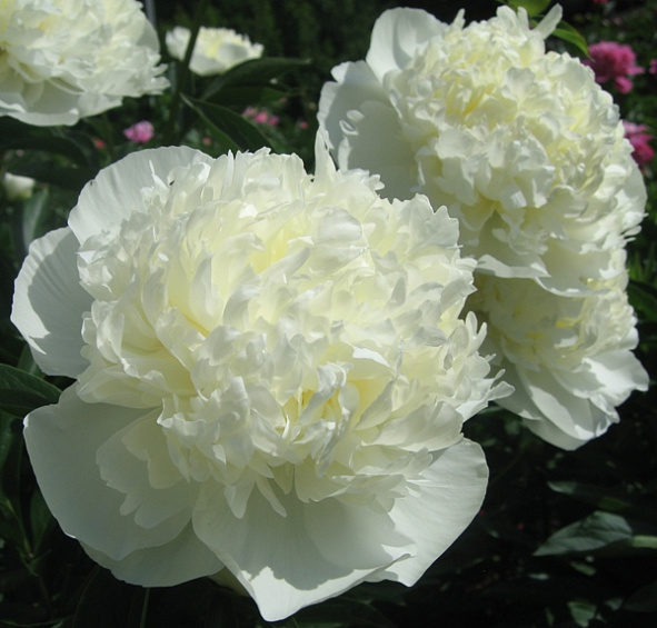 Пион молочноцветковый 'Дюшес де Немур' (белый)