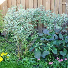 Дерен белый 'Элегантиссима'