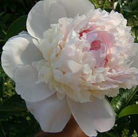 Пион молочноцветковый 'Катерина Фонтейн' (кремово - розовый светлый)